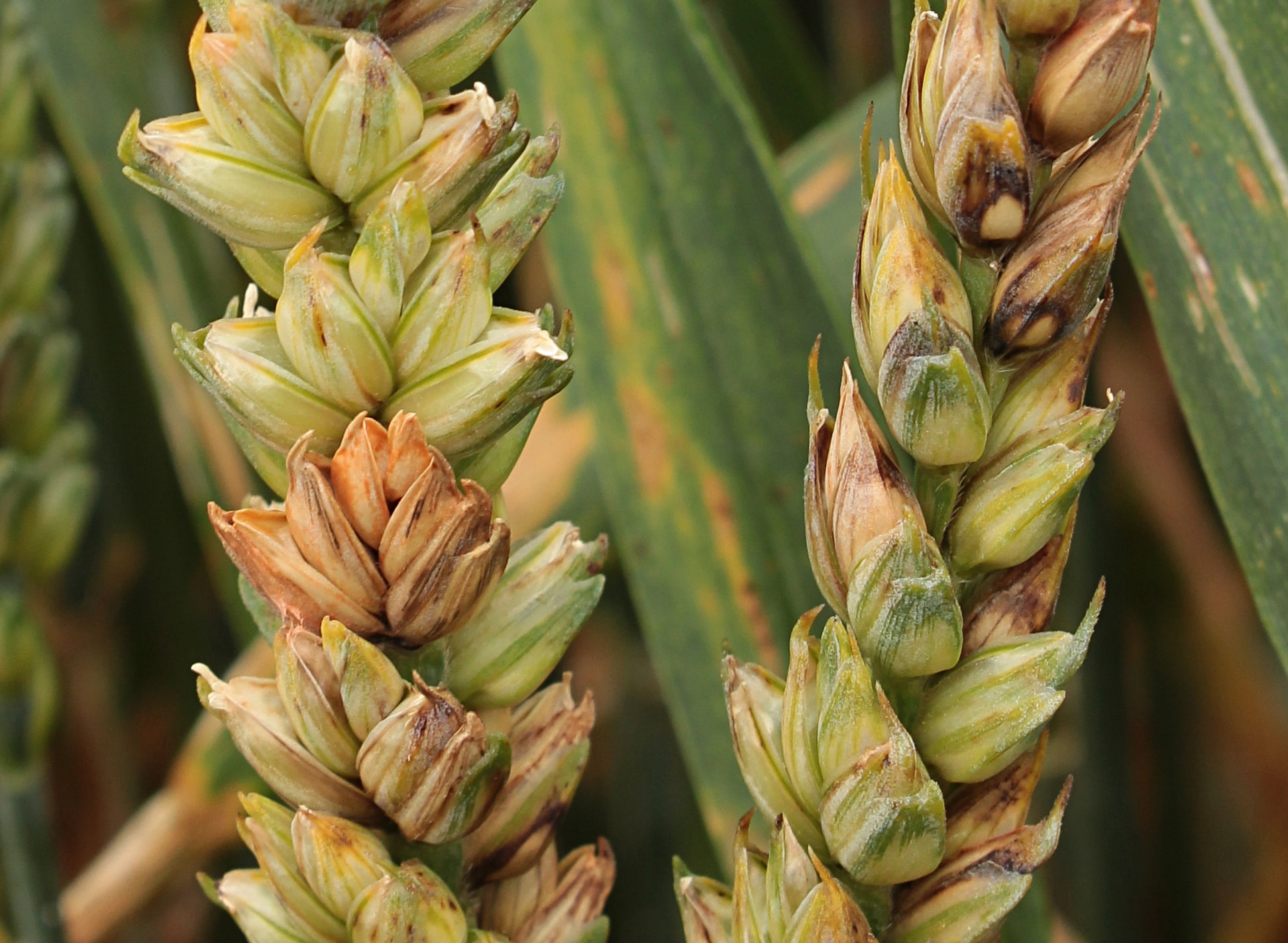 Фузариозное увядание пшеницы