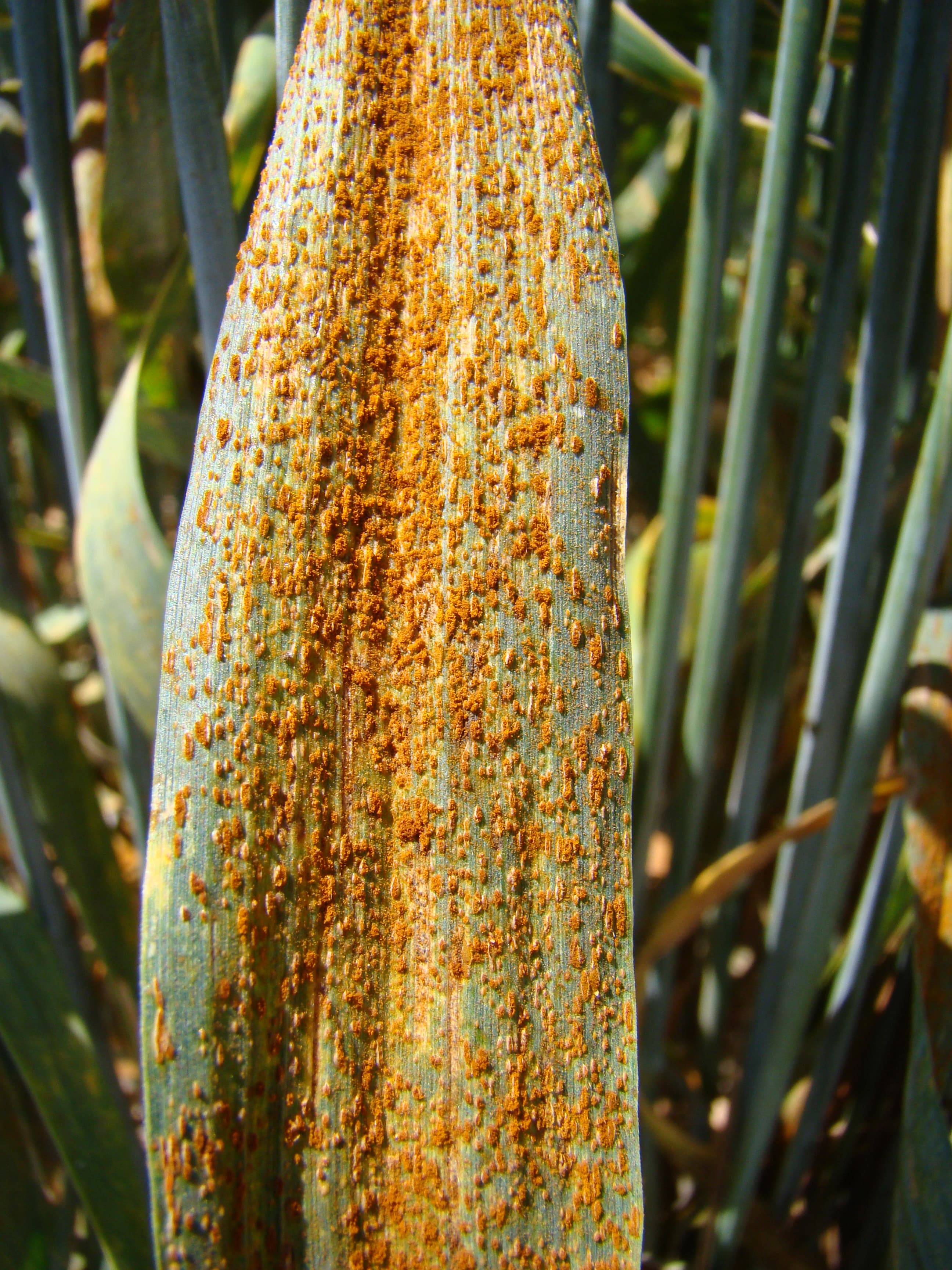 Rouille brune sur blé -